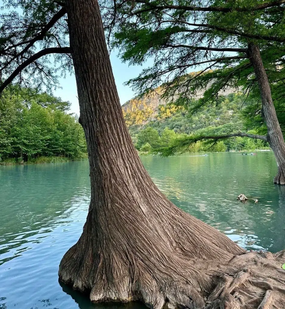 Tree growing on the edge of Frio River in Concan Texas