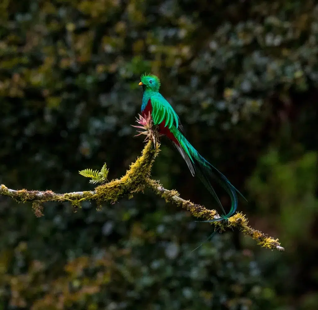 The beautiful quetzal bird sitting on a branch in the Monteverde Cloud Forest, Costa Rica