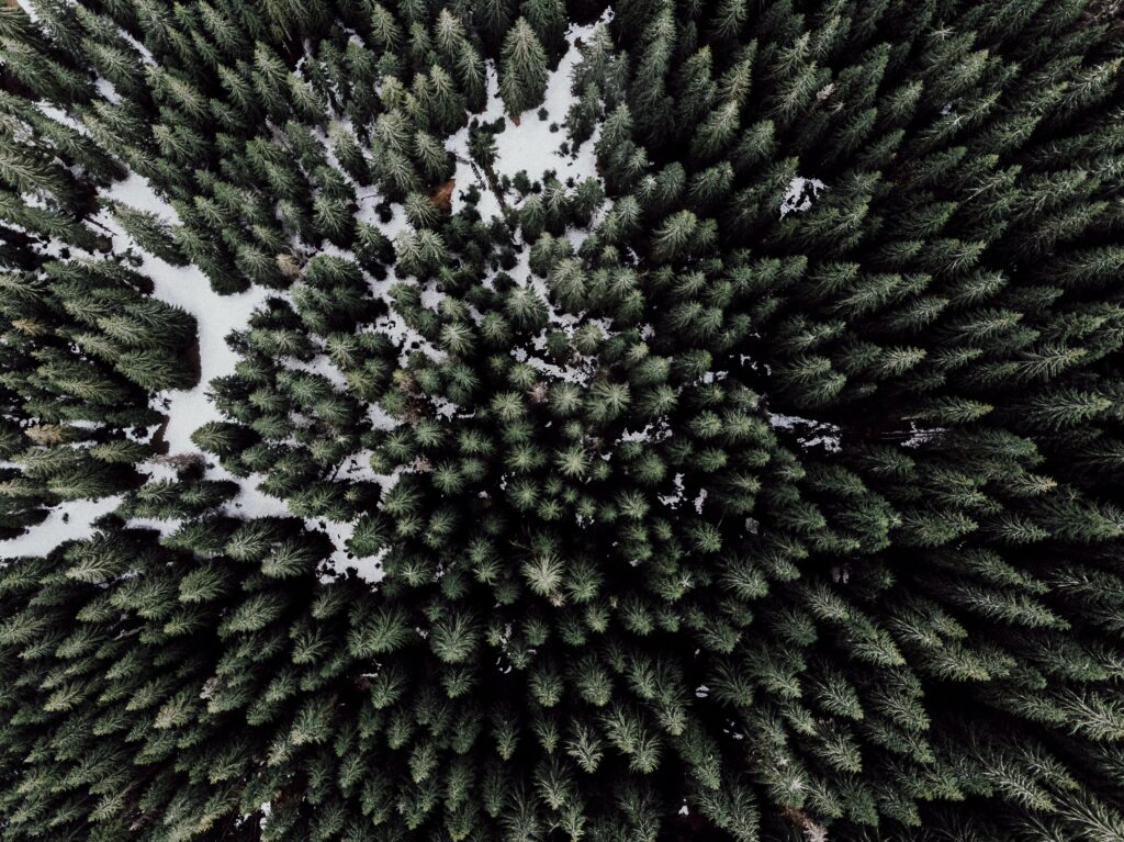 drone photography of winter trees