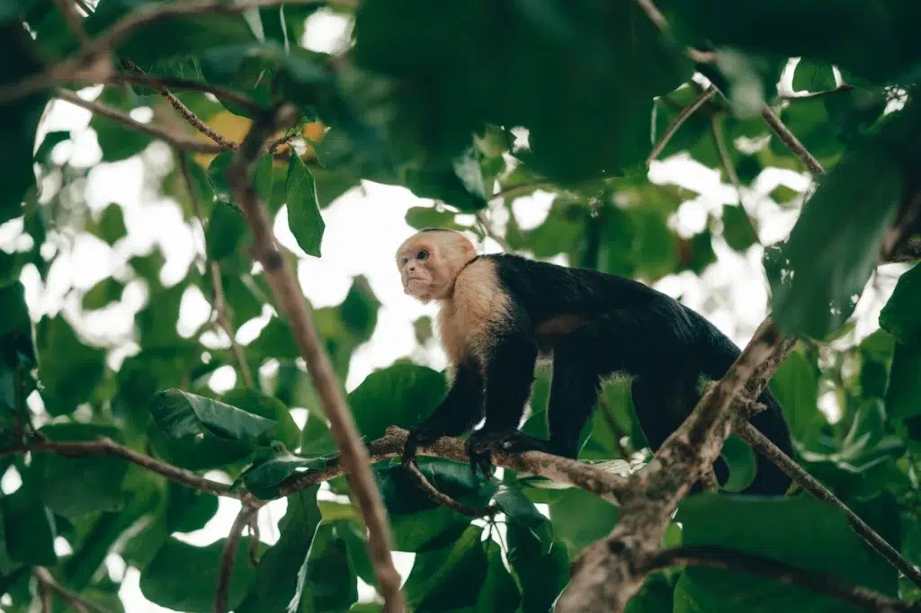 Capuchin monkey in costa rica

