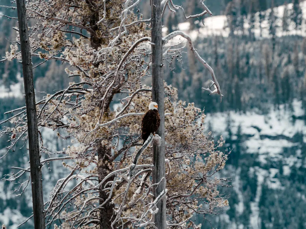 Bald eagle sitting in a tree in Yellowstone National Park