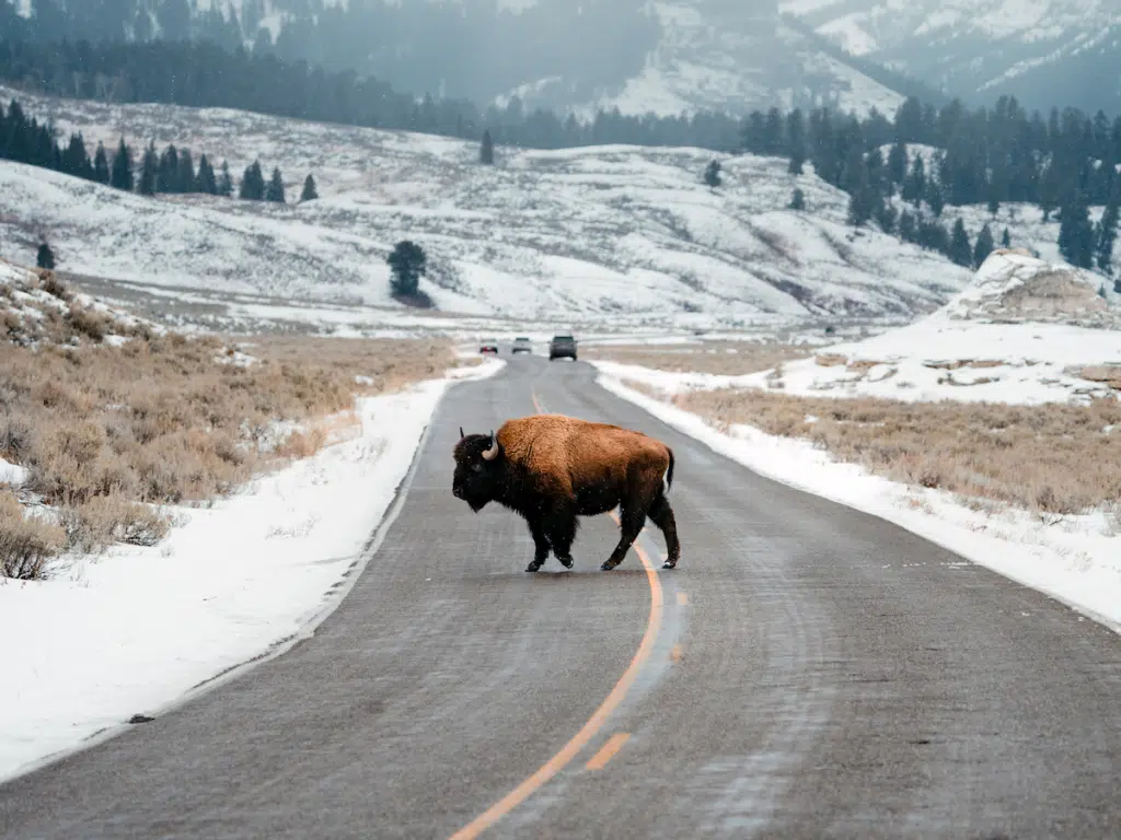 Bison crossing a road in Lamar Valley in Yellowstone National Park