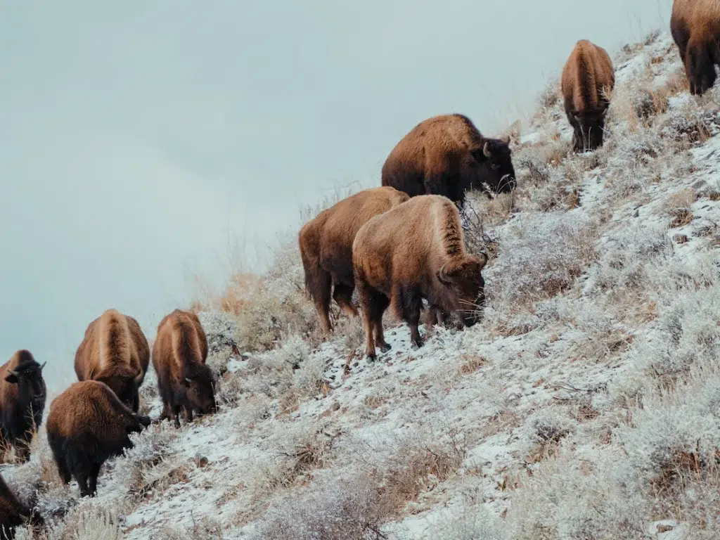 Bison grazing on a snowy hillside in Yellowstone National Park
