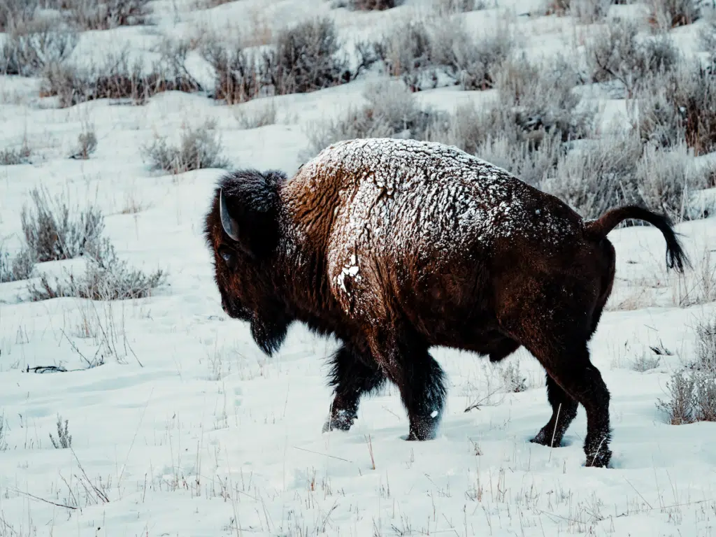Snow-covered bison walking in Yellowstone National Park