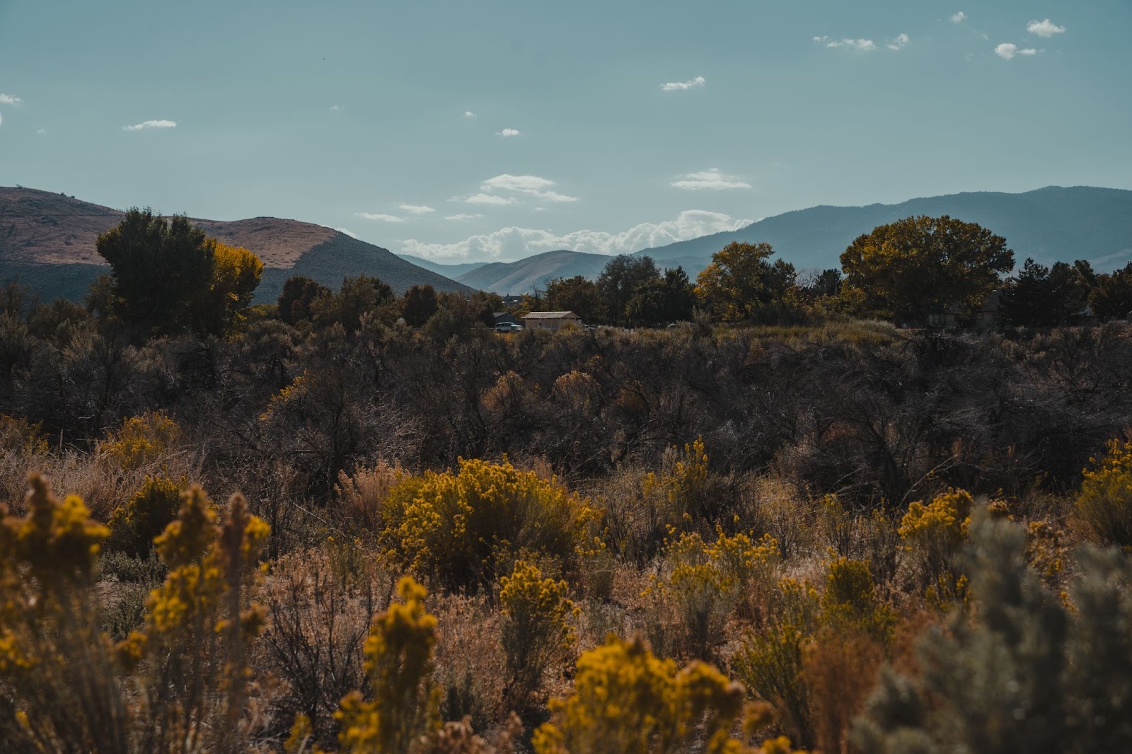 Foliage in Riverview Park in Carson City, Nevada